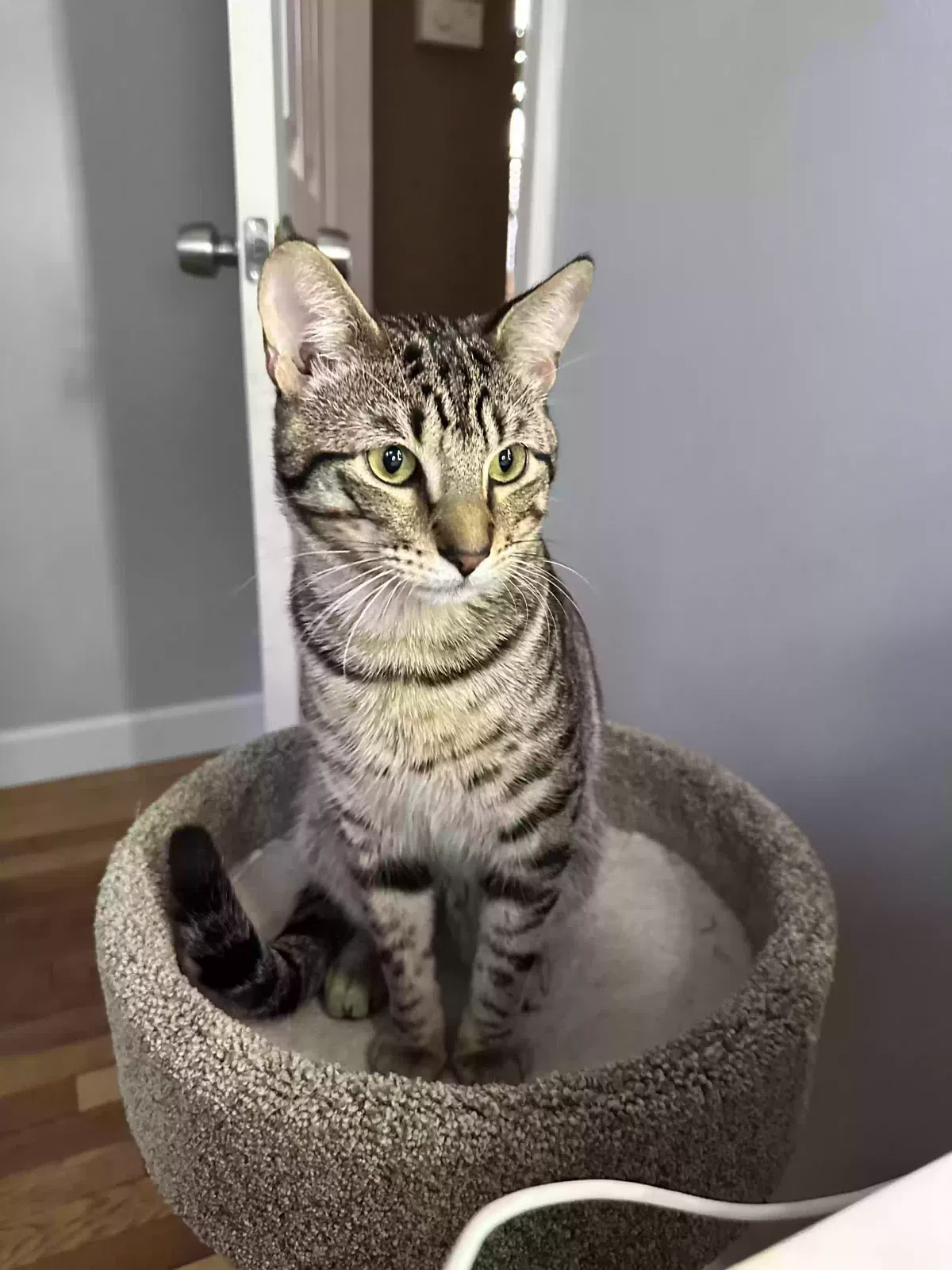 Lost cat in Elgin, IL, 60120