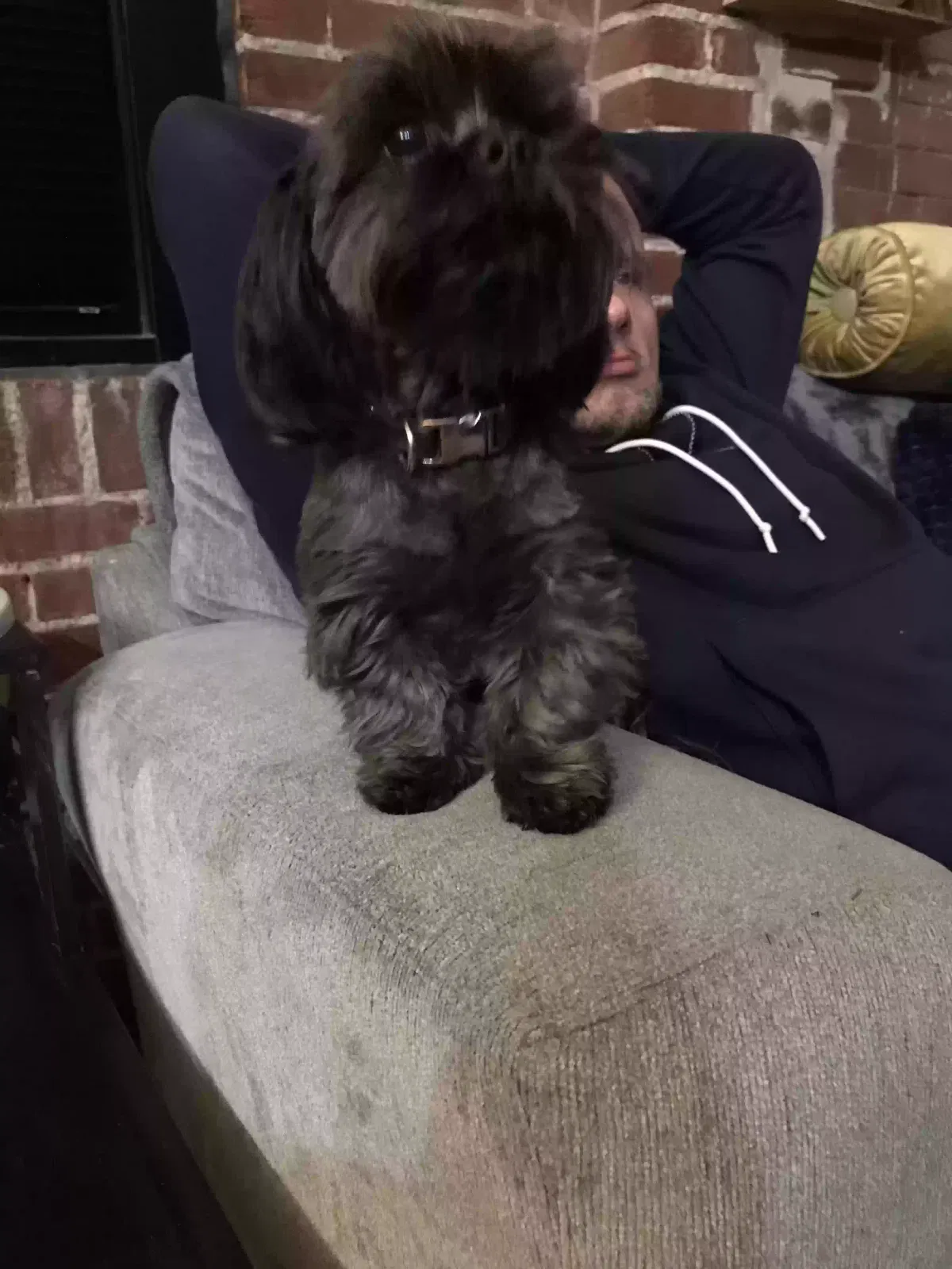 Lost dog in Saint Louis, MO, 63103