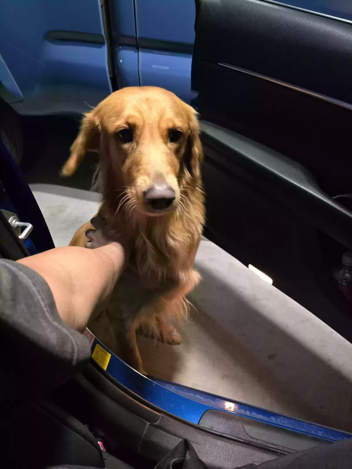 Lost dog in Nuevo, CA, 92567