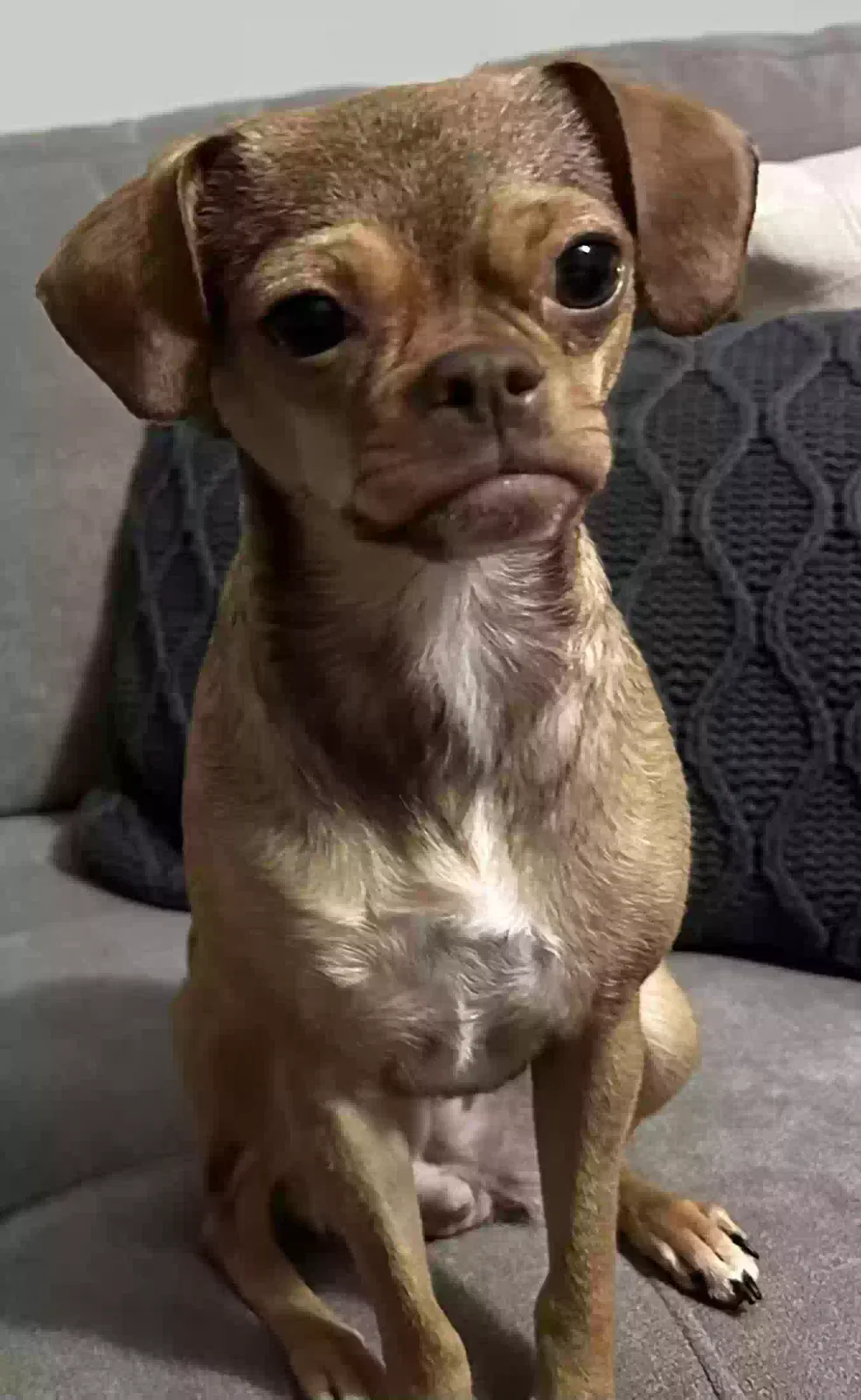 Lost dog in Fuquay Varina, NC, 27526
