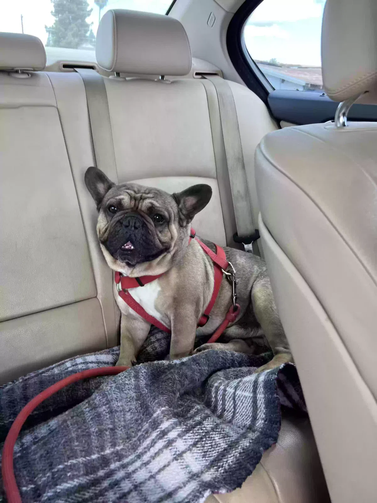 Lost dog in Visalia, CA, 93291