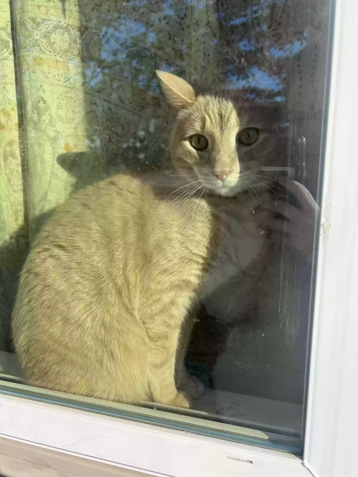 Lost cat in Waterbury, CT, 6704