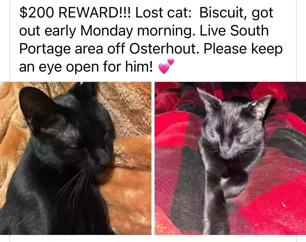 Lost cat in Portage, MI, 49024