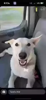 Lost dog in Atwater, CA, 95301