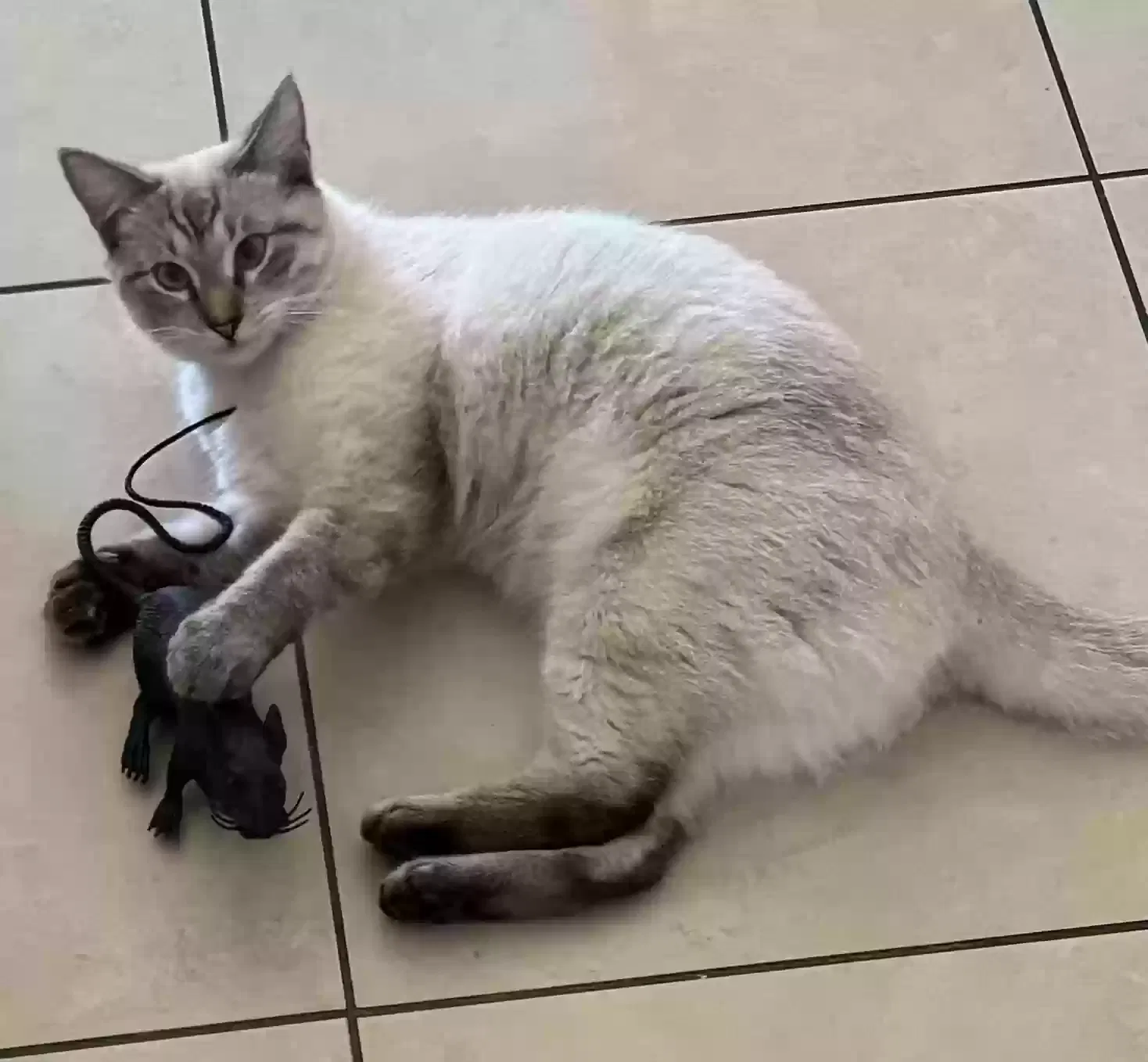 Lost cat in Fort Lauderdale, FL, 33306
