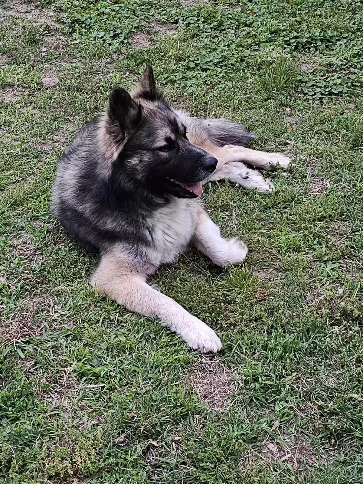 Found dog in Greenville, SC, 29617