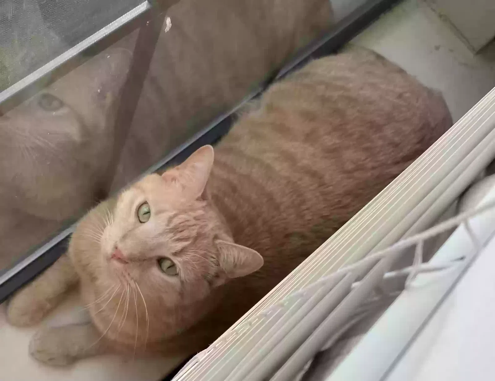 Lost cat in Plano, TX, 75074