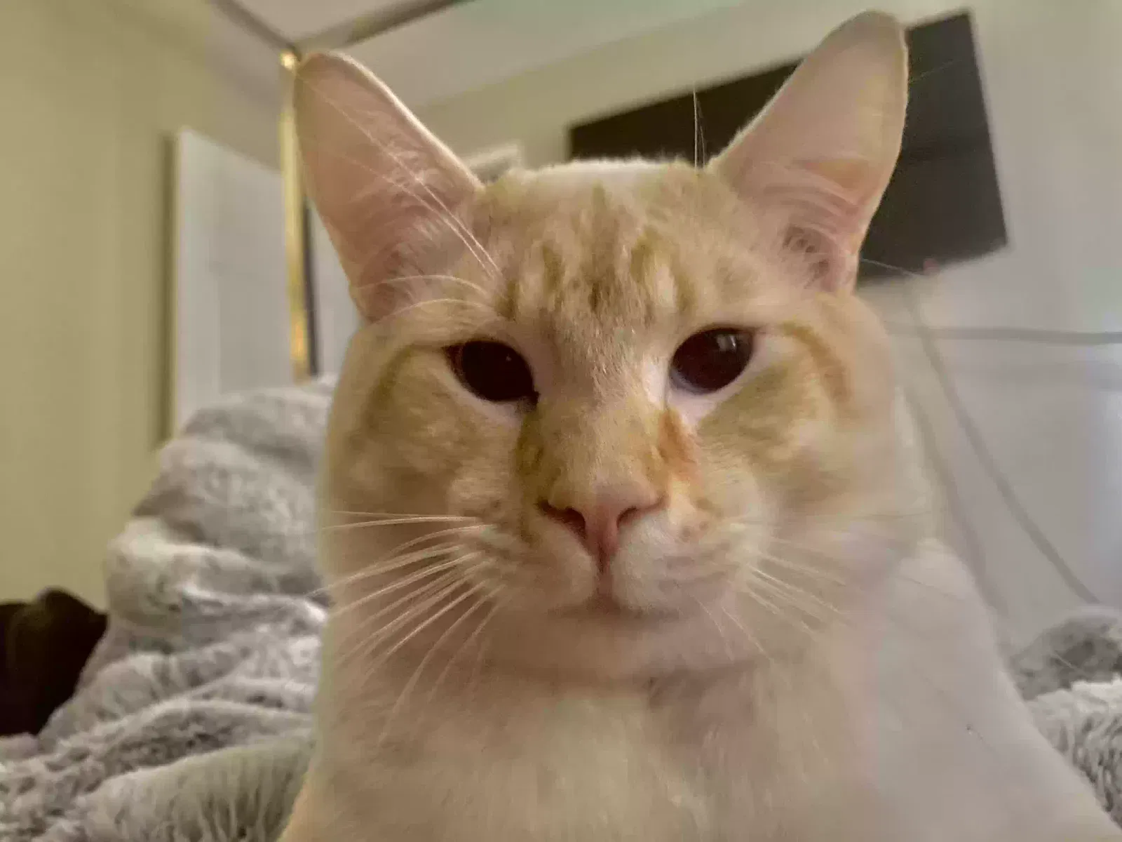 Lost cat in Kirkland, WA, 98033