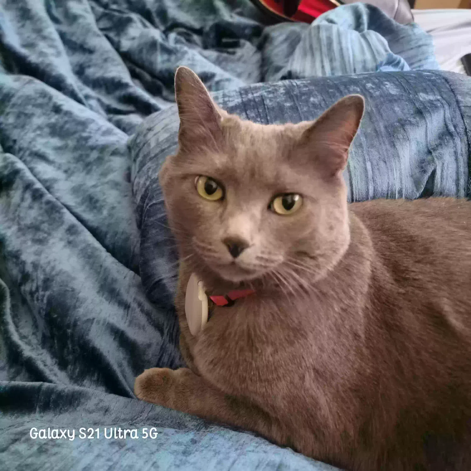 Lost cat in Gig Harbor, WA, 98332