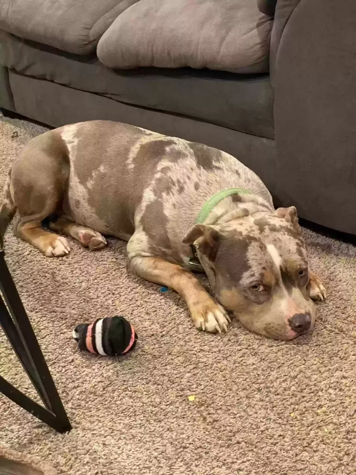 Lost dog in Detroit, MI, 48227