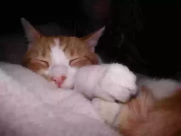 Lost cat in Indianapolis, IN, 46226