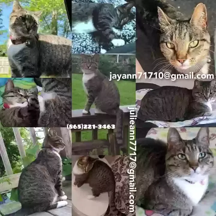 Lost cat in Seymour, TN, 37865
