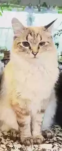 Lost cat in Cincinnati, OH, 45237