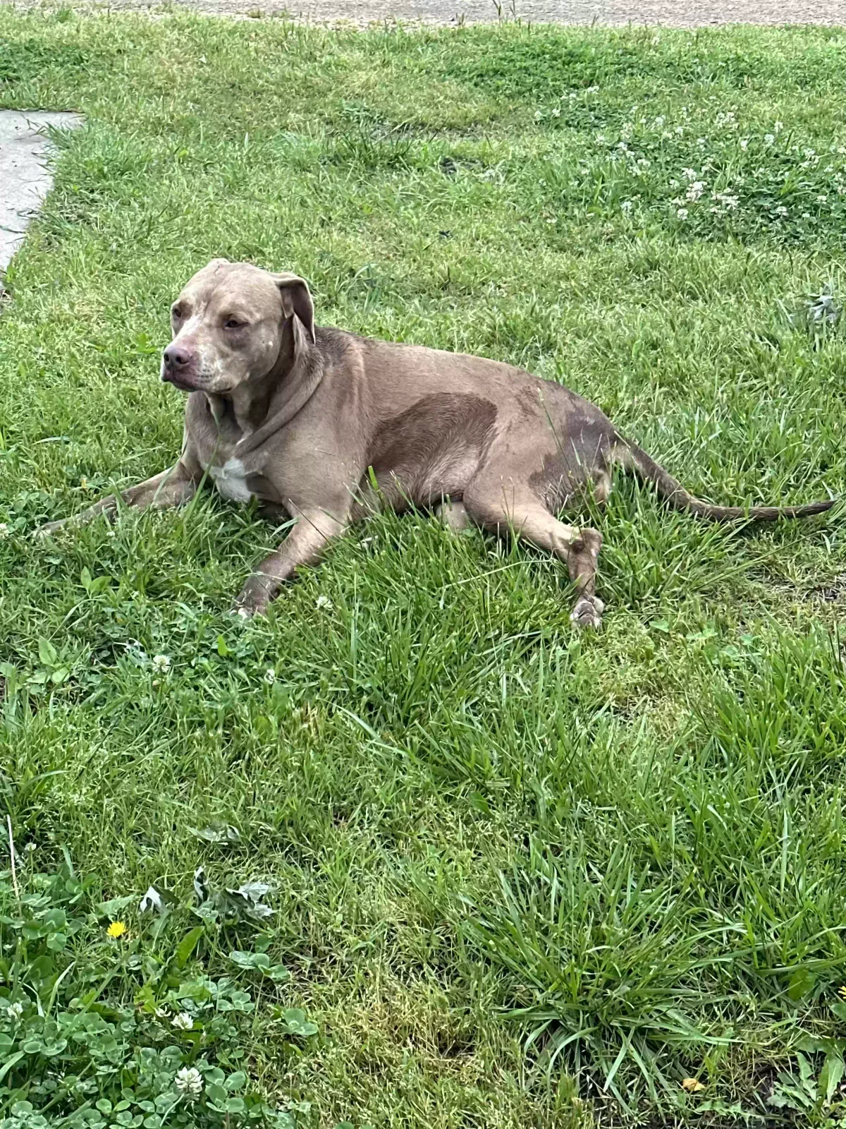 Found dog in Cooper, TX, 75432