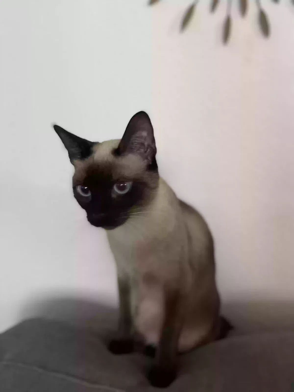 Lost cat in Houston, TX, 77089