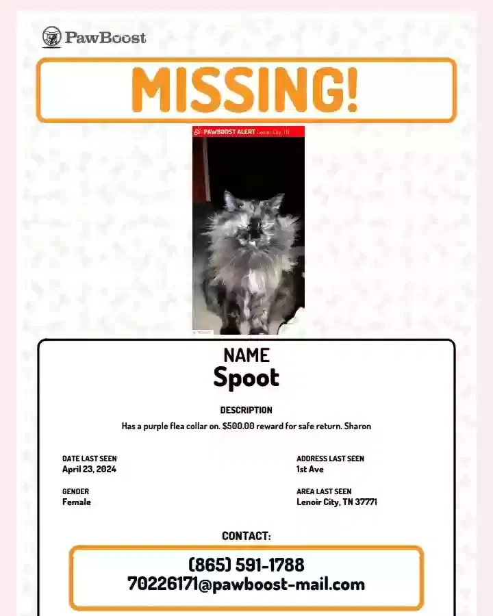 Lost cat in Lenoir City, TN, 37771