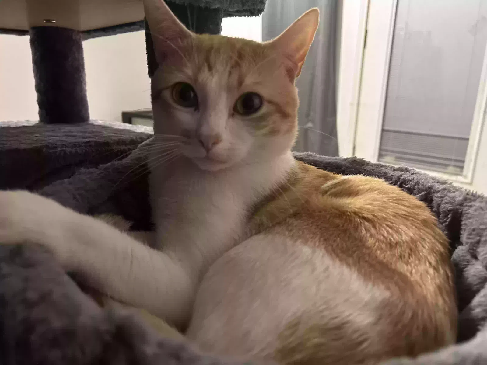 Lost cat in Mcallen, TX, 78504