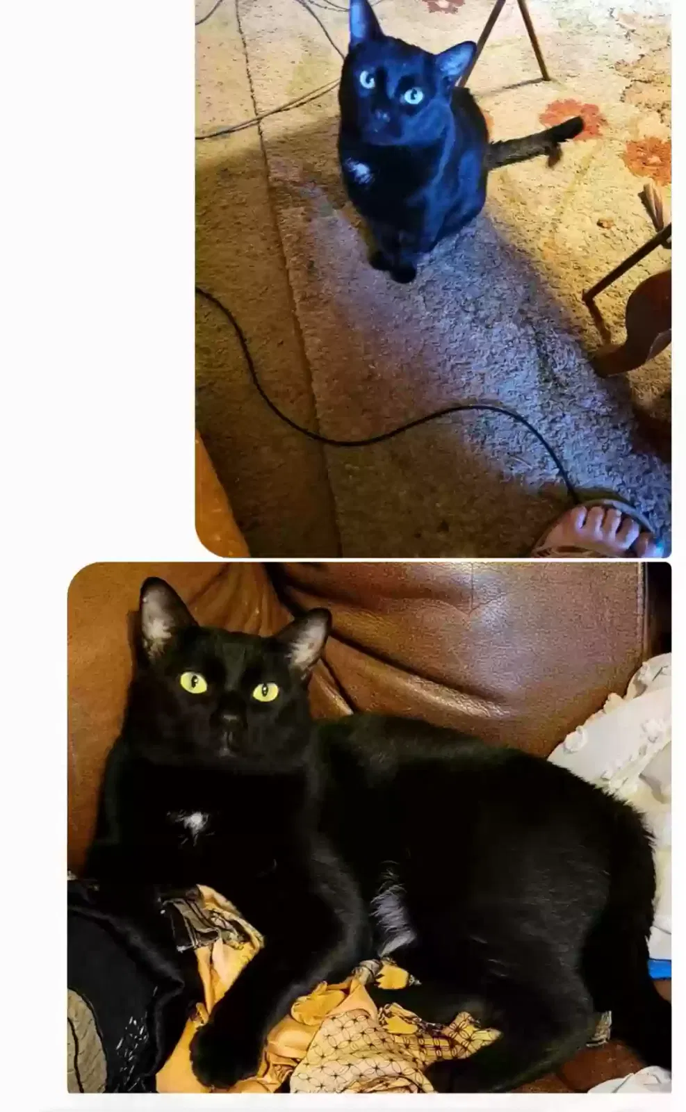 Lost cat in Arlington, TX, 76016