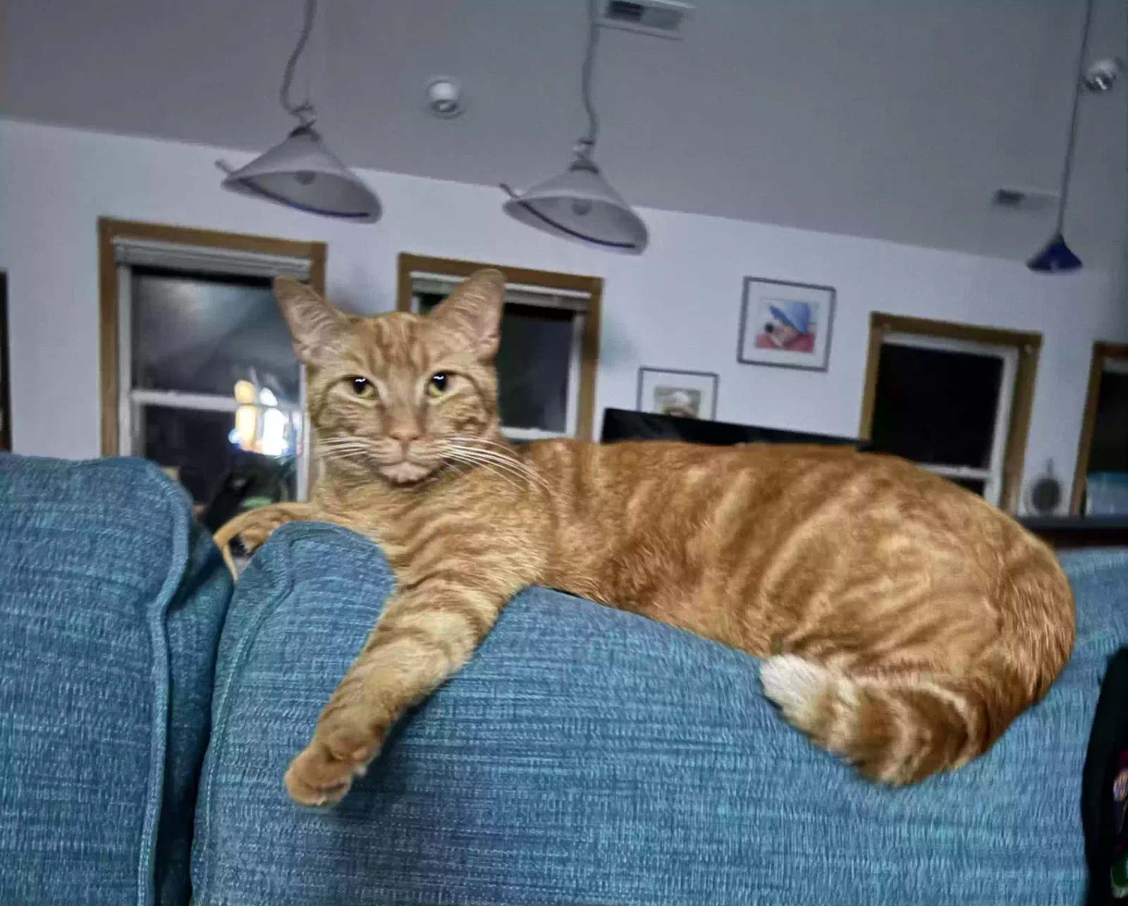 Lost cat in Nags Head, NC, 27959