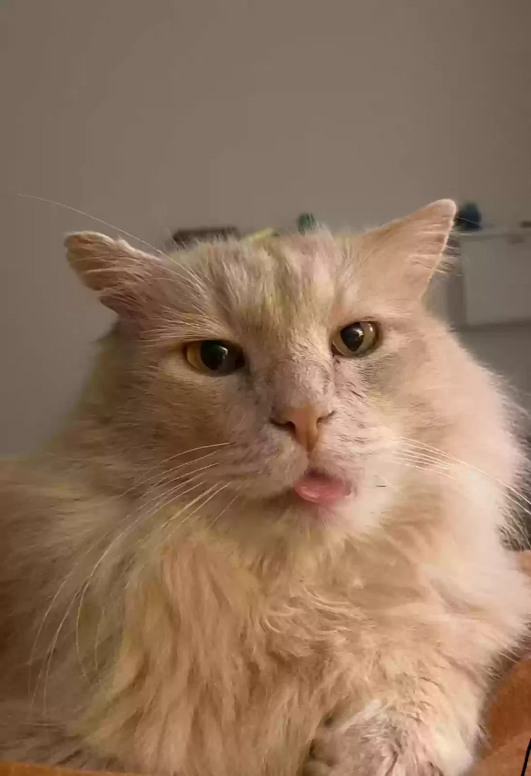 Lost cat in Portland, OR, 97203