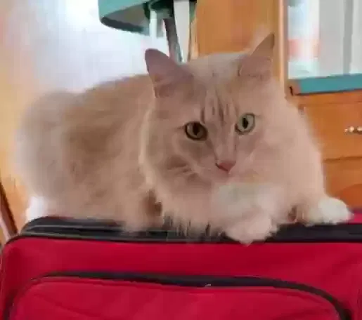 Lost cat in Moss Point, MS, 39562
