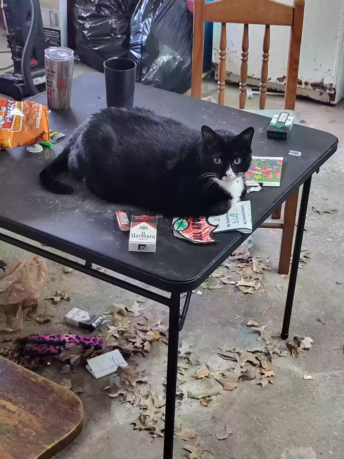 Lost cat in Rittman, OH, 44270