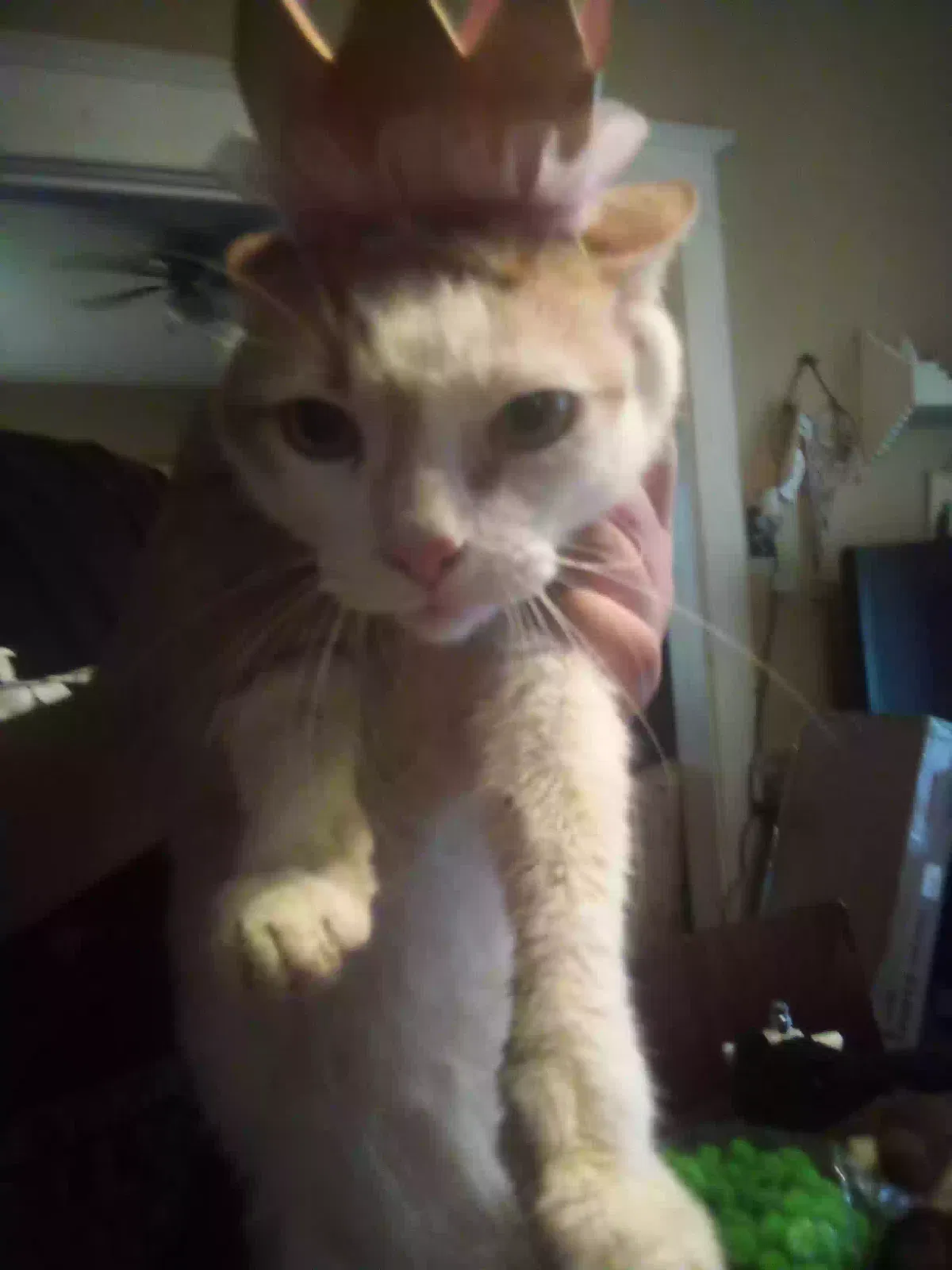 Lost cat in Houston, TX, 77012