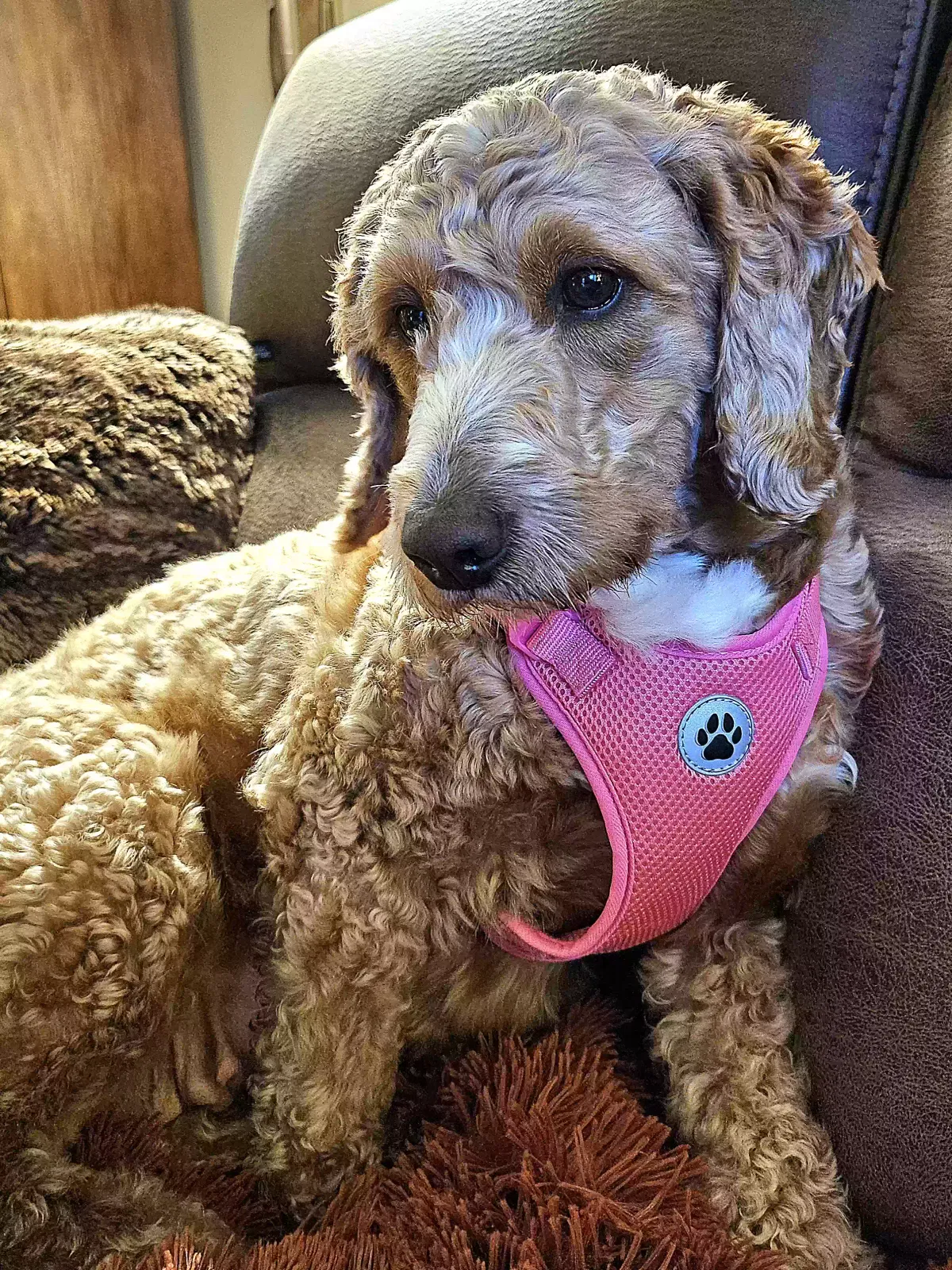 Lost dog in Vernon Hills, IL, 60061