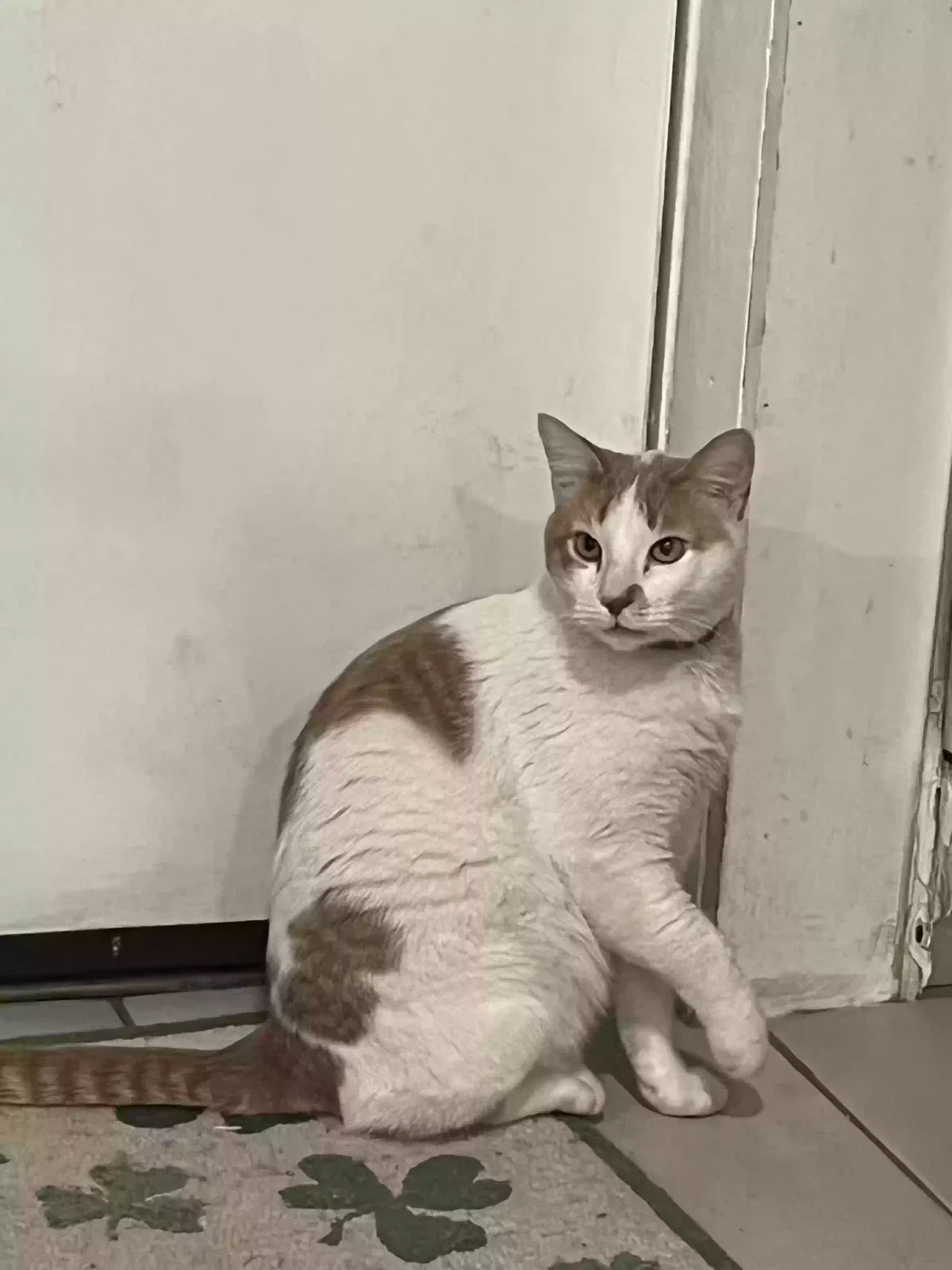 Lost cat in Brentwood, NY, 11717