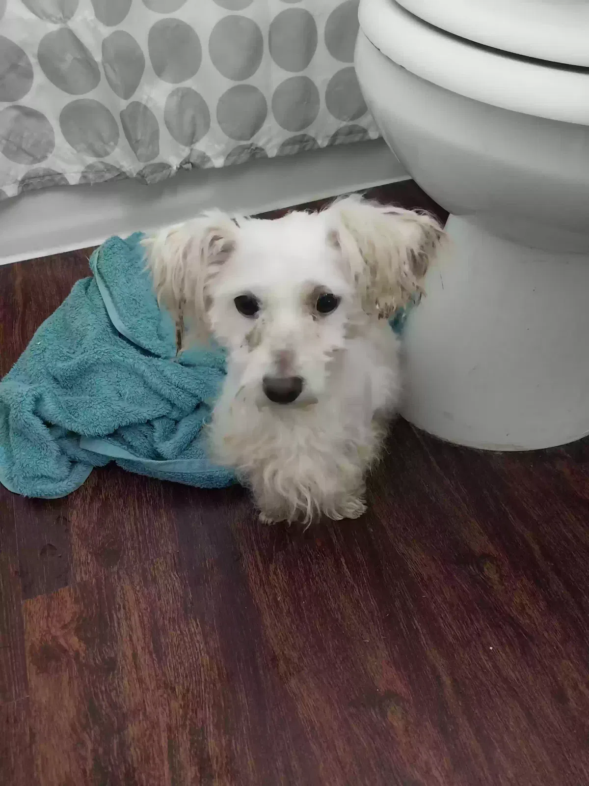 Found Dog