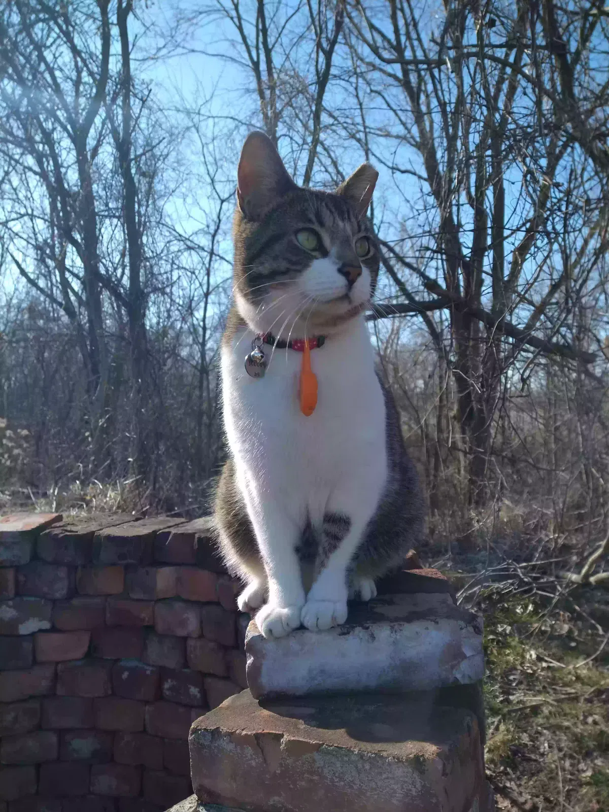 Lost cat in Delta, OH, 43515