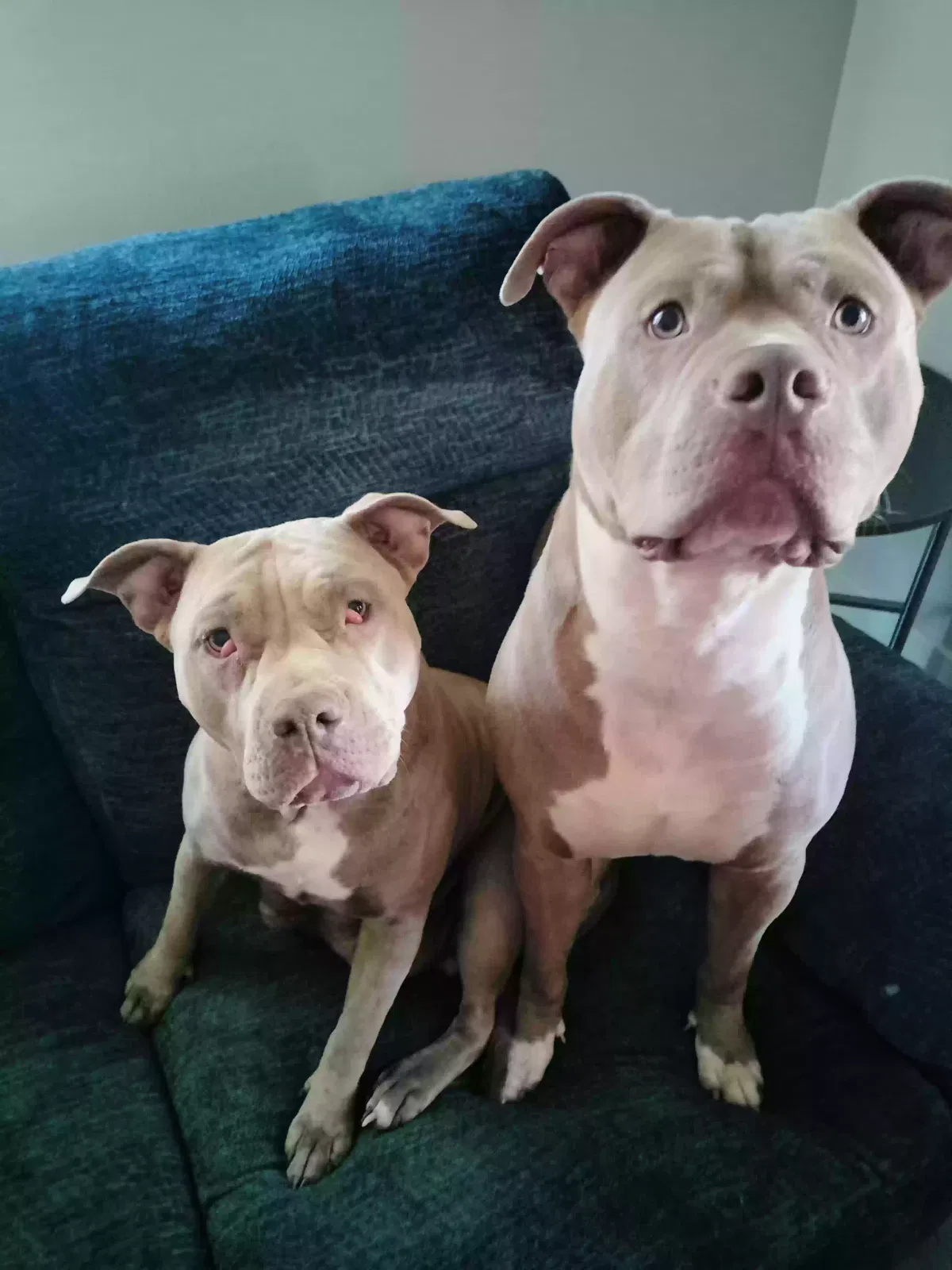 Lost dog in Louisville, KY, 40208