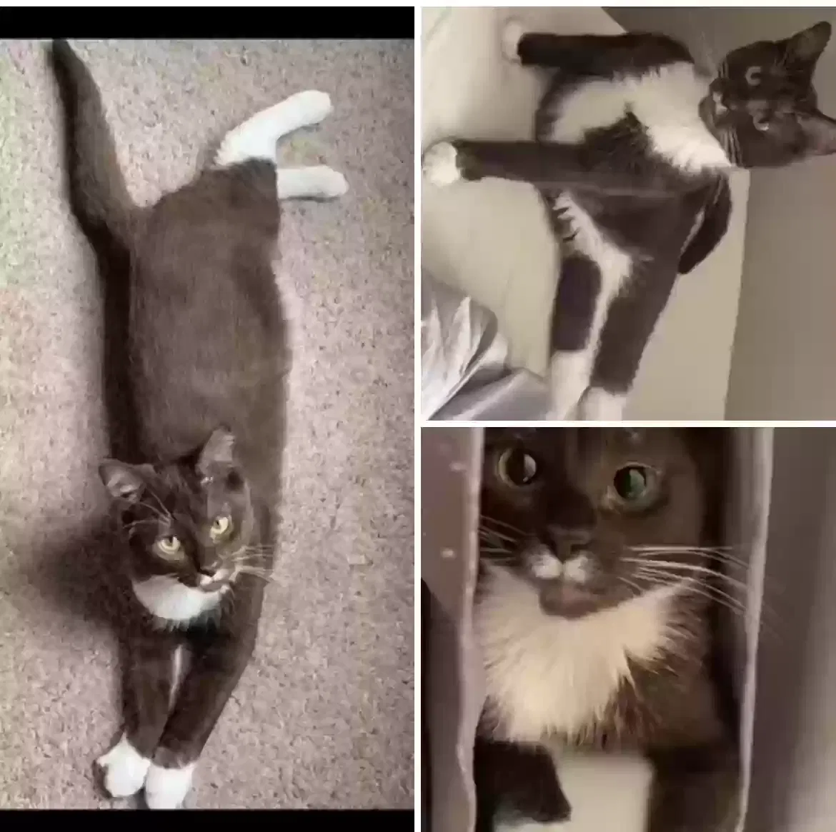 Lost cat in Massillon, OH, 44646