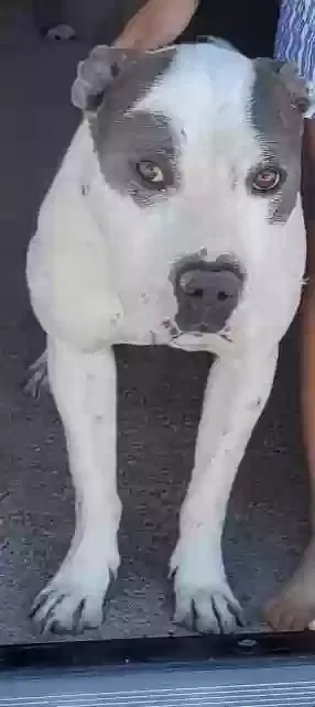 Lost dog in North Las Vegas, NV, 89030