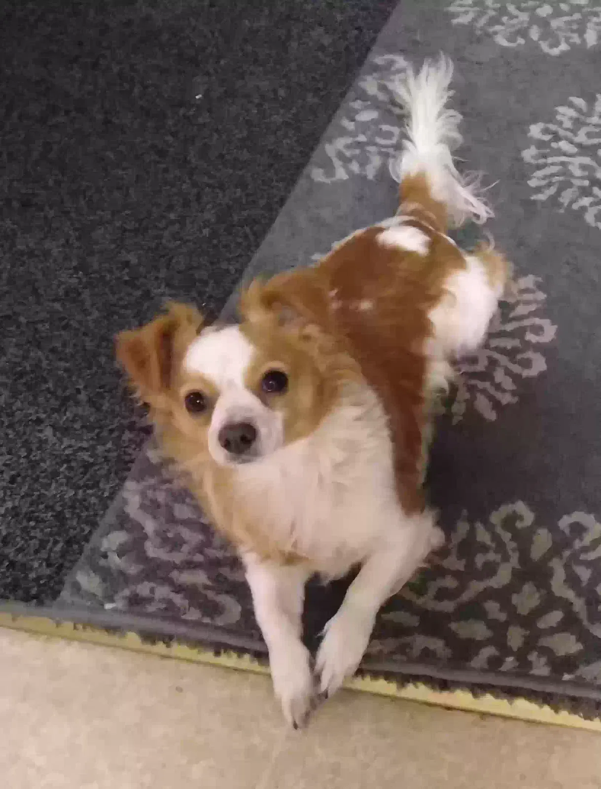 Lost dog in Oakland, CA, 94606