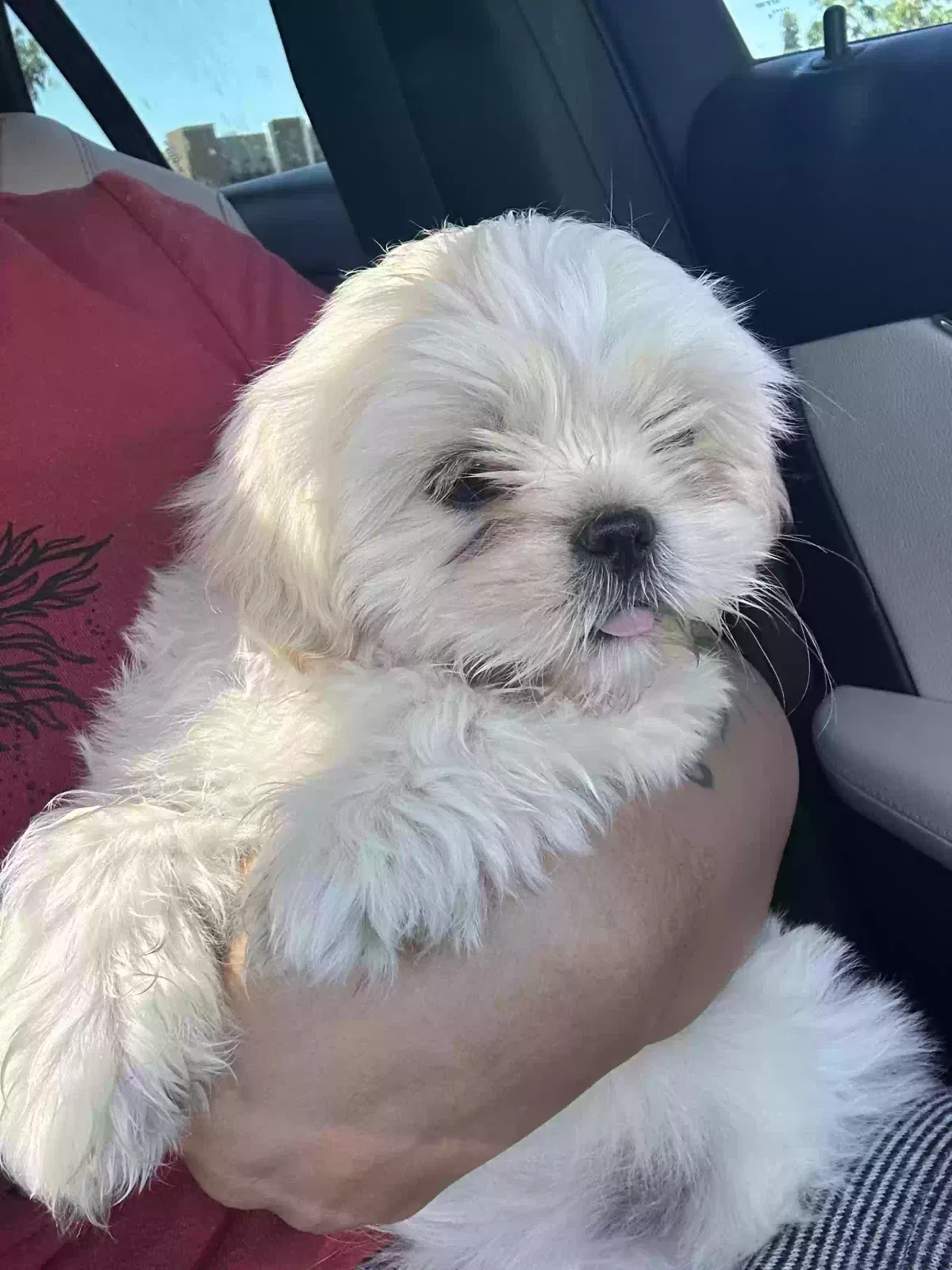 Lost dog in Fresno, CA, 93706