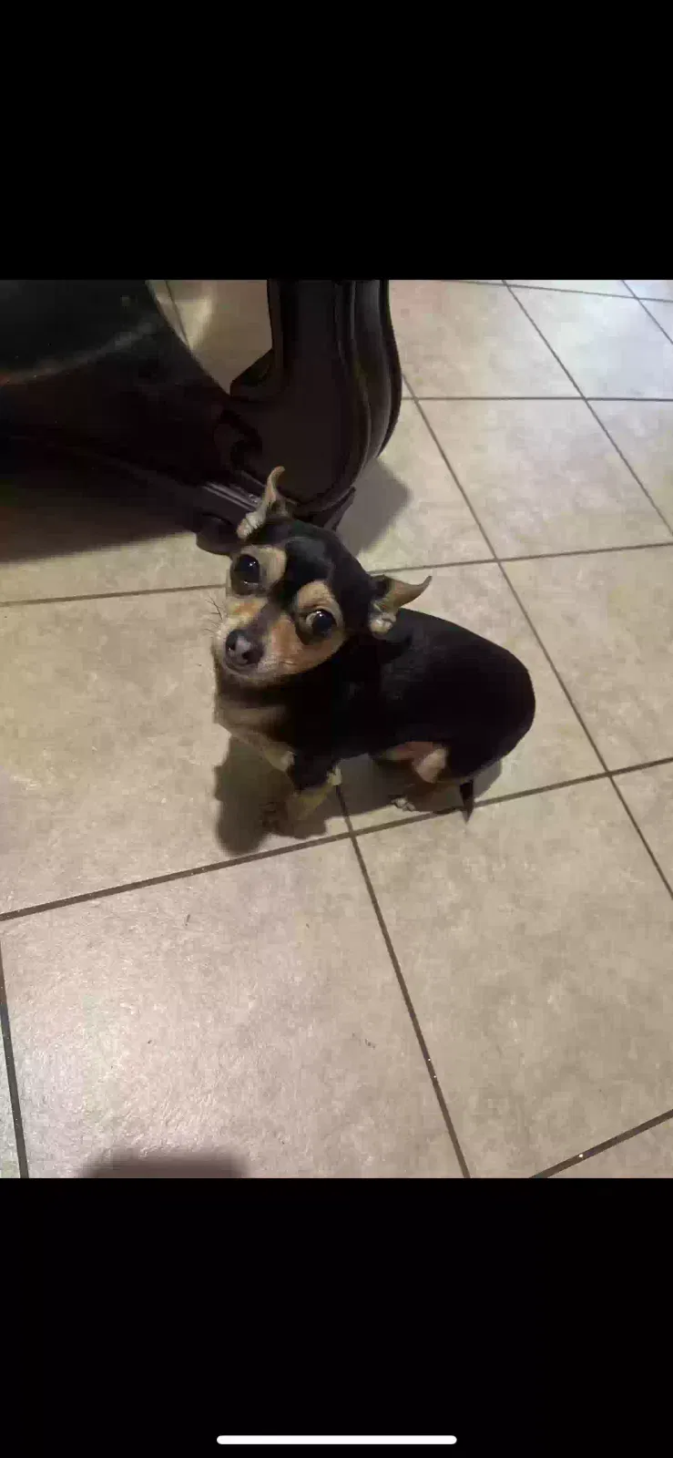 Lost dog in Houston, TX, 77038