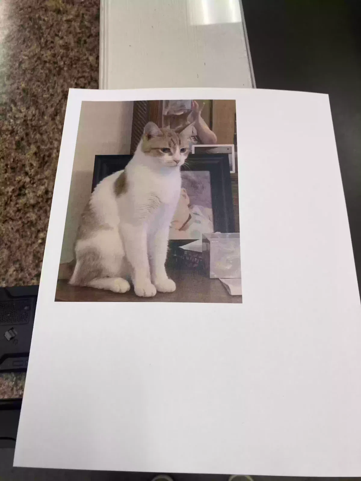 Lost cat in Grand Rapids, MI, 49503