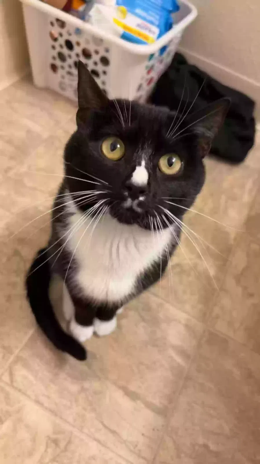 Lost cat in Winter Park, FL, 32792