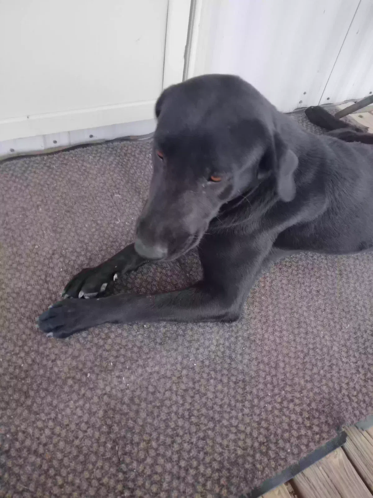 Found dog in Grandfalls, TX, 79742