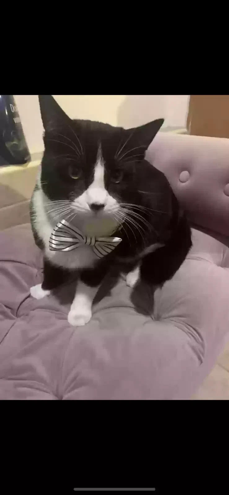 Lost cat in Palm Desert, CA, 92260