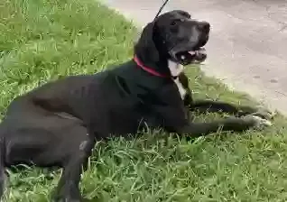 Found dog in Conroe, TX, 77306