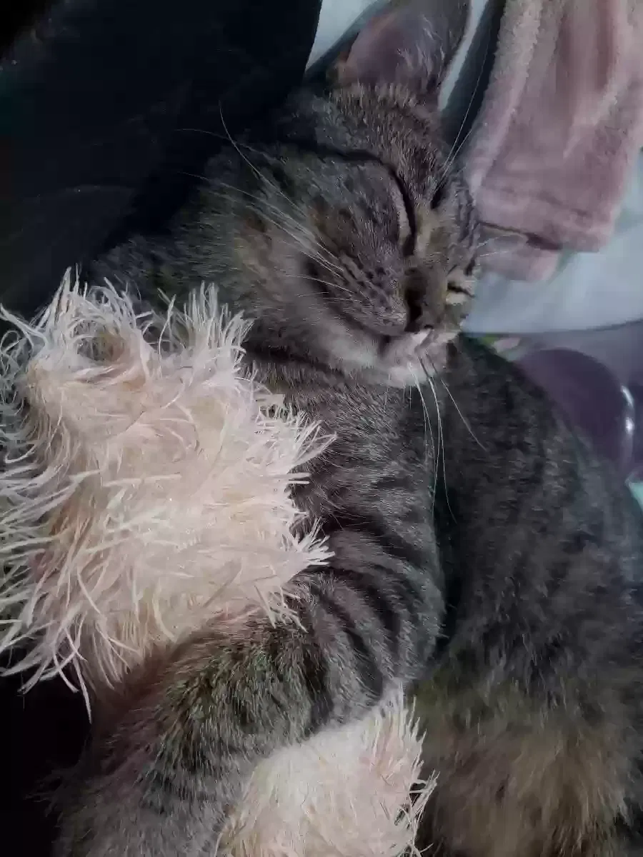Lost cat in Reading, PA, 19602