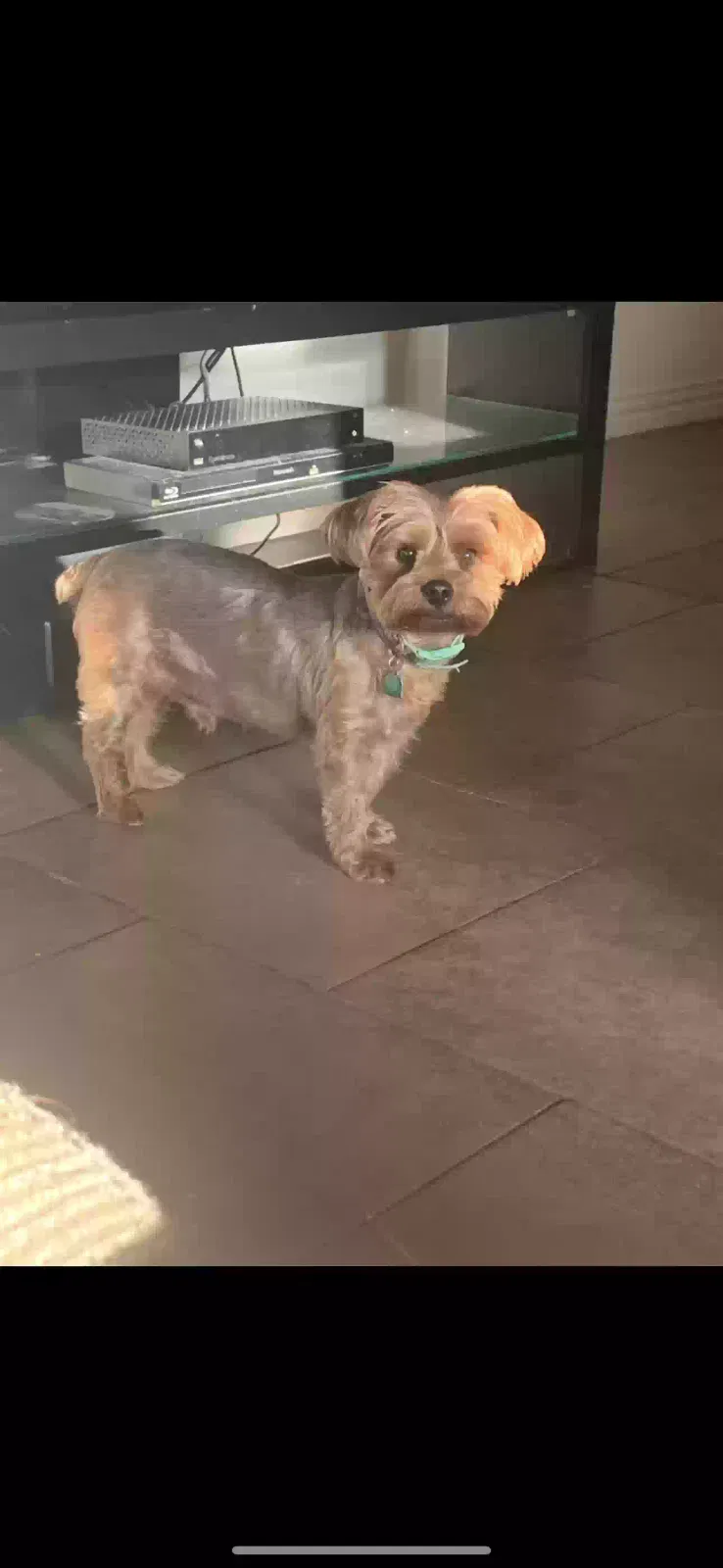 Lost dog in Fort Worth, TX, 76123