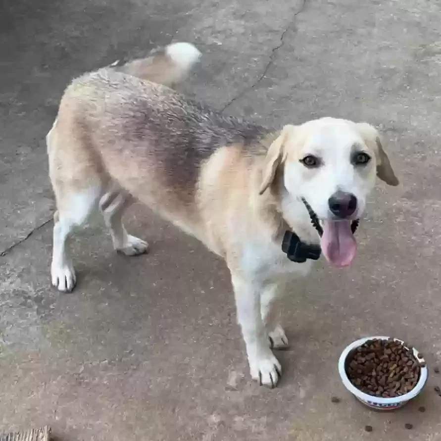 Lost dog in King, NC, 27021