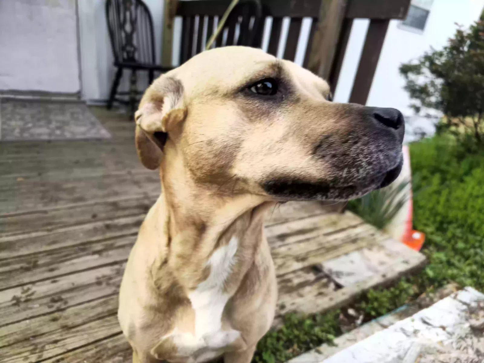 Lost dog in Odenville, AL, 35120