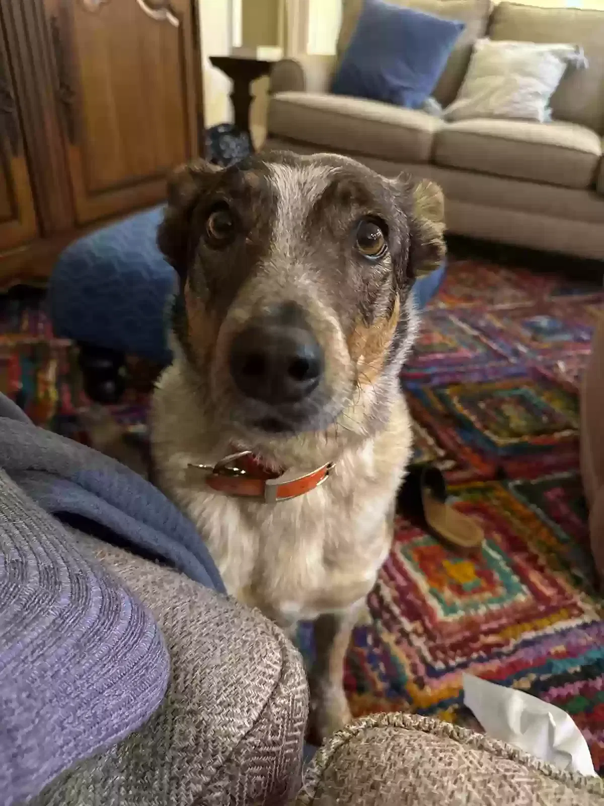 Lost dog in Earlysville, VA, 22936