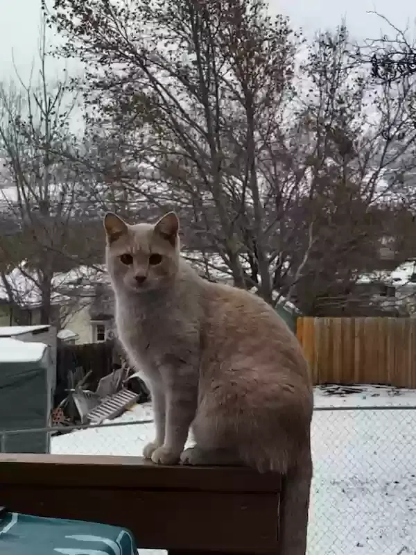 Lost cat in Ogden, UT, 84404