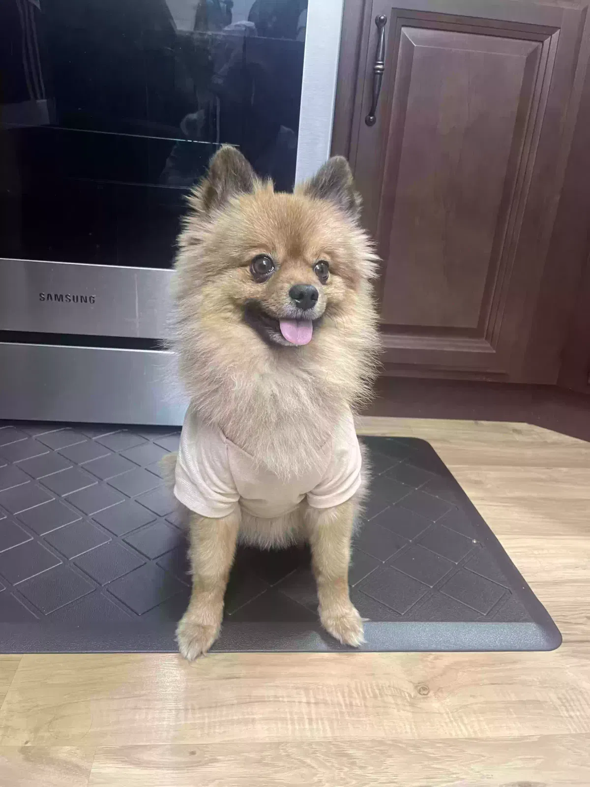 Lost dog in Kaysville, UT, 84037