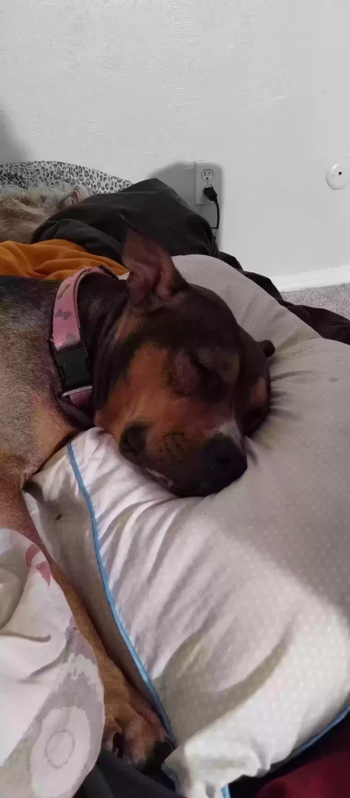 Lost dog in Terrell, TX, 75160